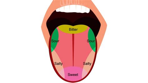 Tongue Anatomy, Function, and Medical Disorders